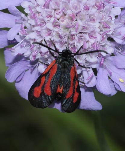 Zygaena sp.